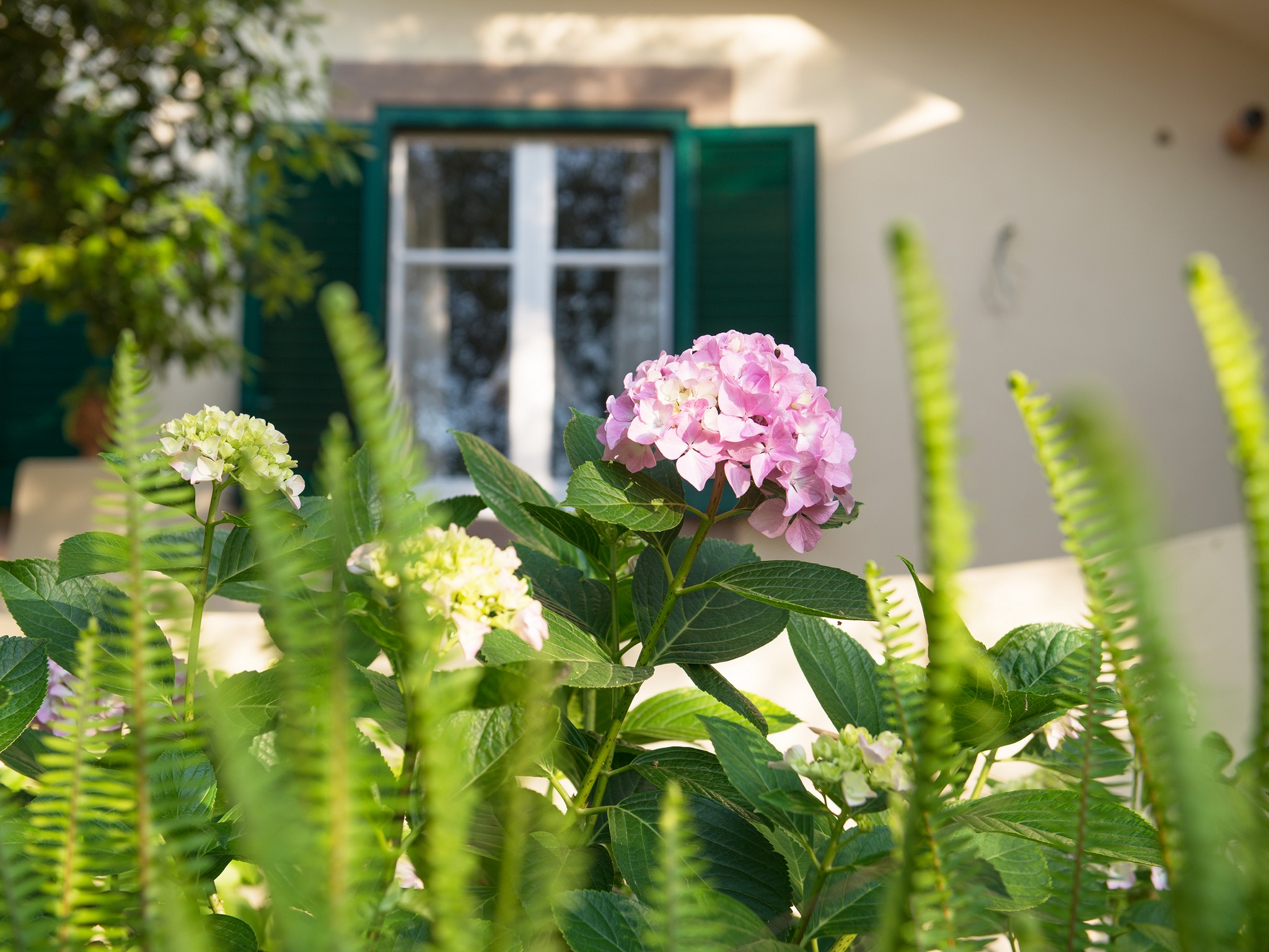 Ferns and hydrangeas at B&B Don Gaspano